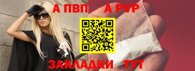 гашик Кингисепп