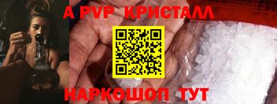 гашик Кингисепп